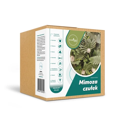 Roślina doniczkowa Mimoza czułek (mimosa pudica)
