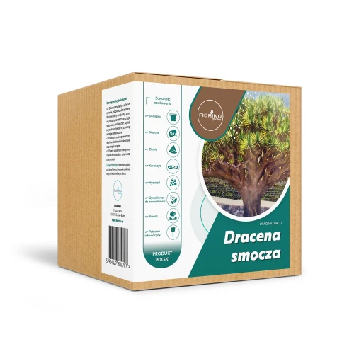 Roślina doniczkowa Dracena smocza (dracena draco)
