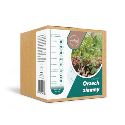 Roślina doniczkowa Orzech ziemny (arachis hypogea)