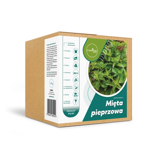 Roślina doniczkowa Mięta pieprzowa (mentha piperita)