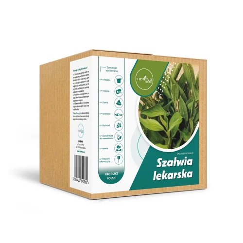 Roślina doniczkowa Szałwia lekarska (salcia officinalis)