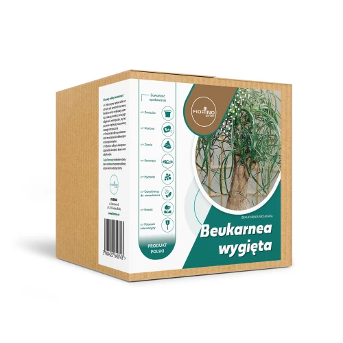 Roślina doniczkowa Beukarnea wygięta (beaucarnea recurvata)