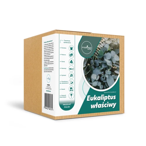 Roślina doniczkowa Eukaliptus właściwy (eucalyptus globulus)