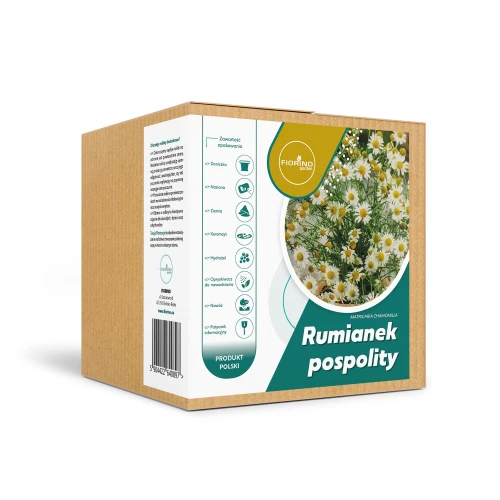 Roślina doniczkowa Rumianek pospolity (matricaria chamomilla)